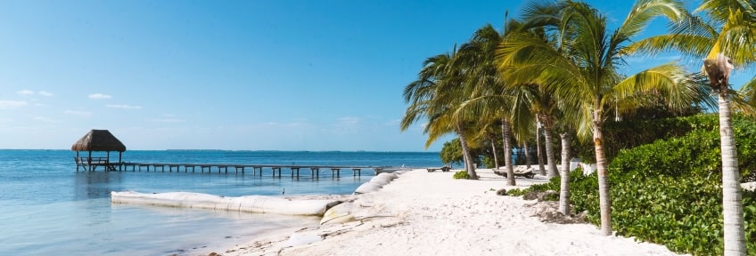 Palms on a shore