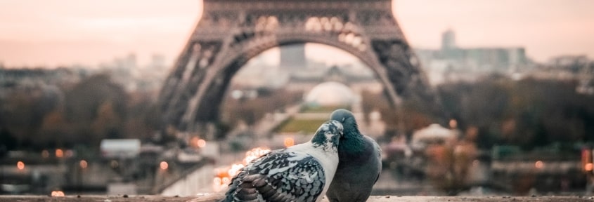 Two pigeons on the background of the Eiffel Tower